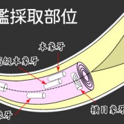 zoge-saisyu